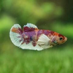 Female Betta - Dumbo Ear Multicolor