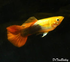 Guppy - Gold Tuxedo