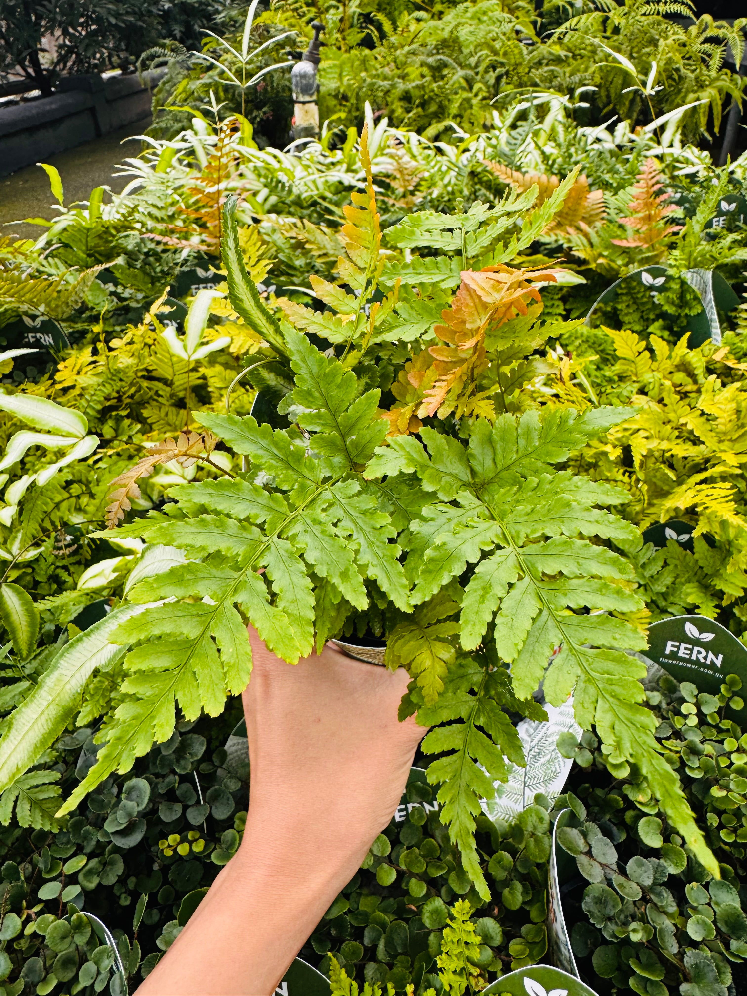 Terra-Autumn Fern DRYOPTERIS ERYTHOSORA