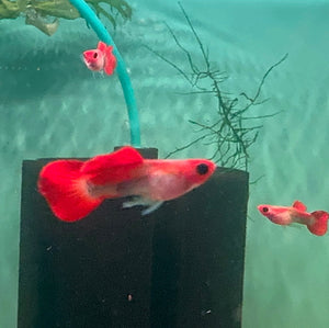 Guppy - Glass Belly Mini Koi Micro Aquatic Shop