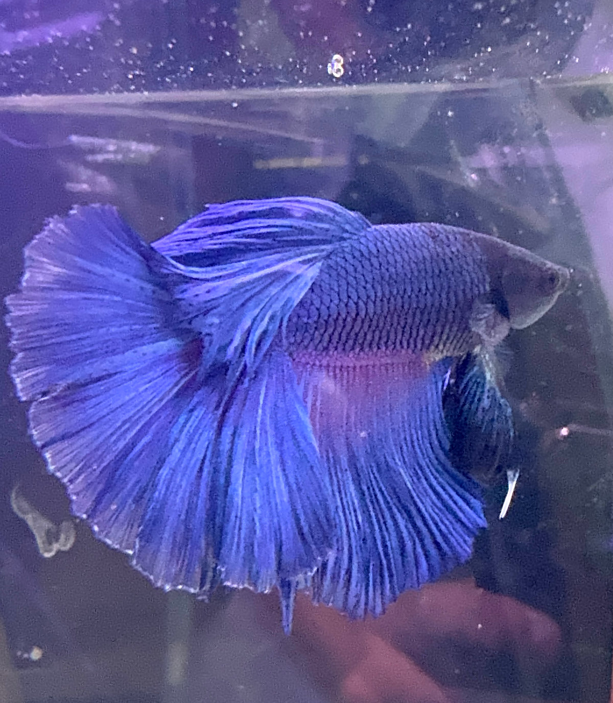 Betta Male - A Grade Super Delta 6cm Show A1