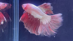 Pink Panther Betta Male