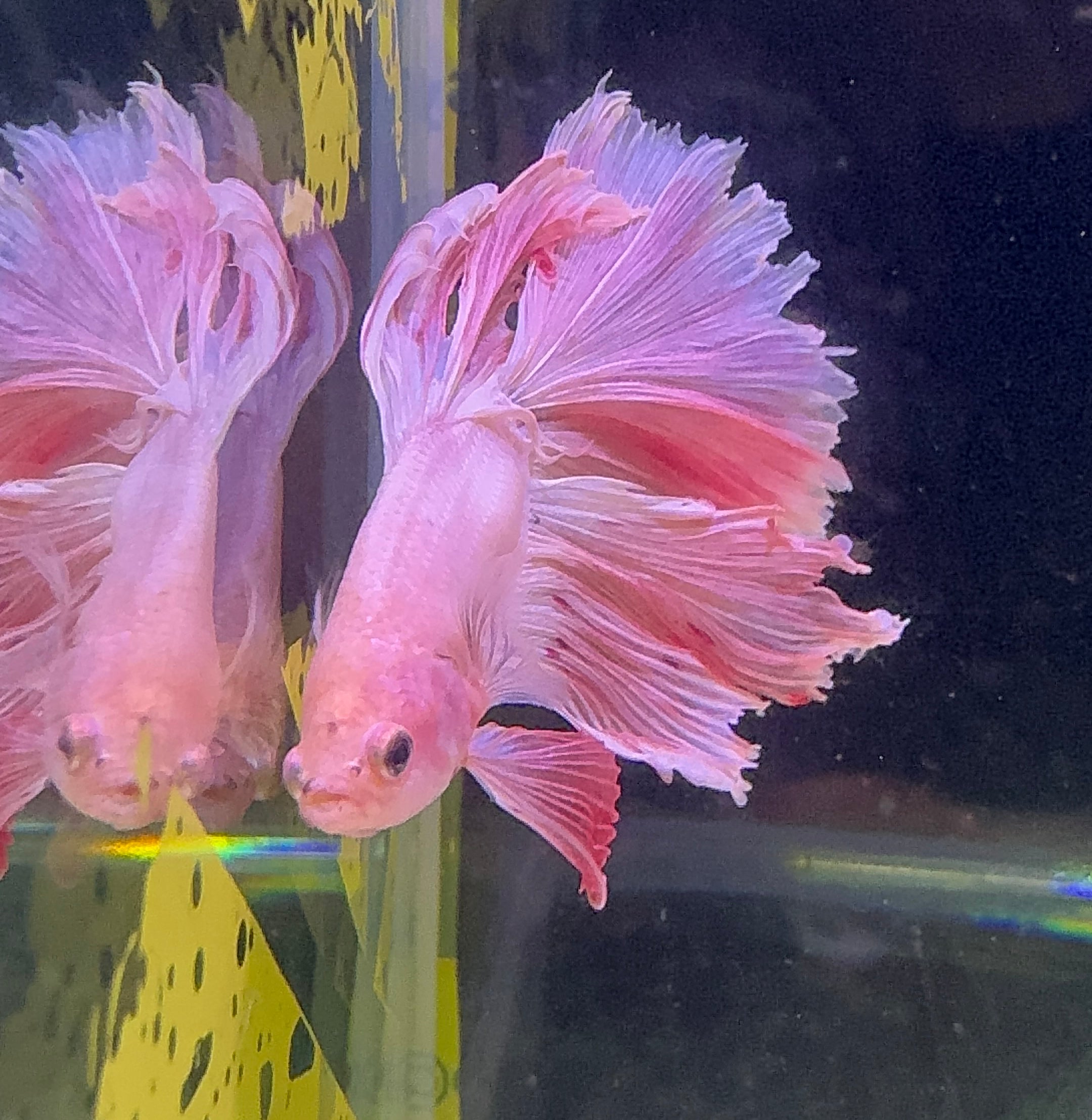 Betta Male - A Grade Prince 6cm Show