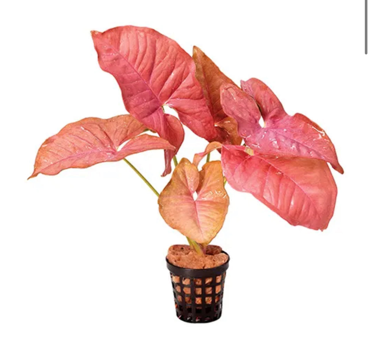 Sword - Red Borneo Micro Aquatic Shop