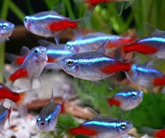 Neon Tetra 2-2.5cm