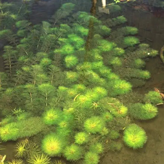 *New* Limnophila brownii Micro Aquatic Shop