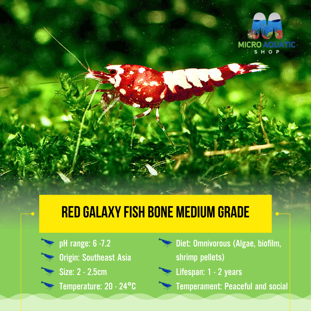 Red Galaxy Fish Bone Medium Grade