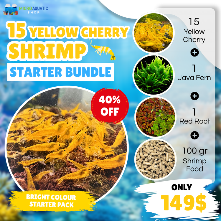 Yellow Cherry Shrimp Starter Bundle