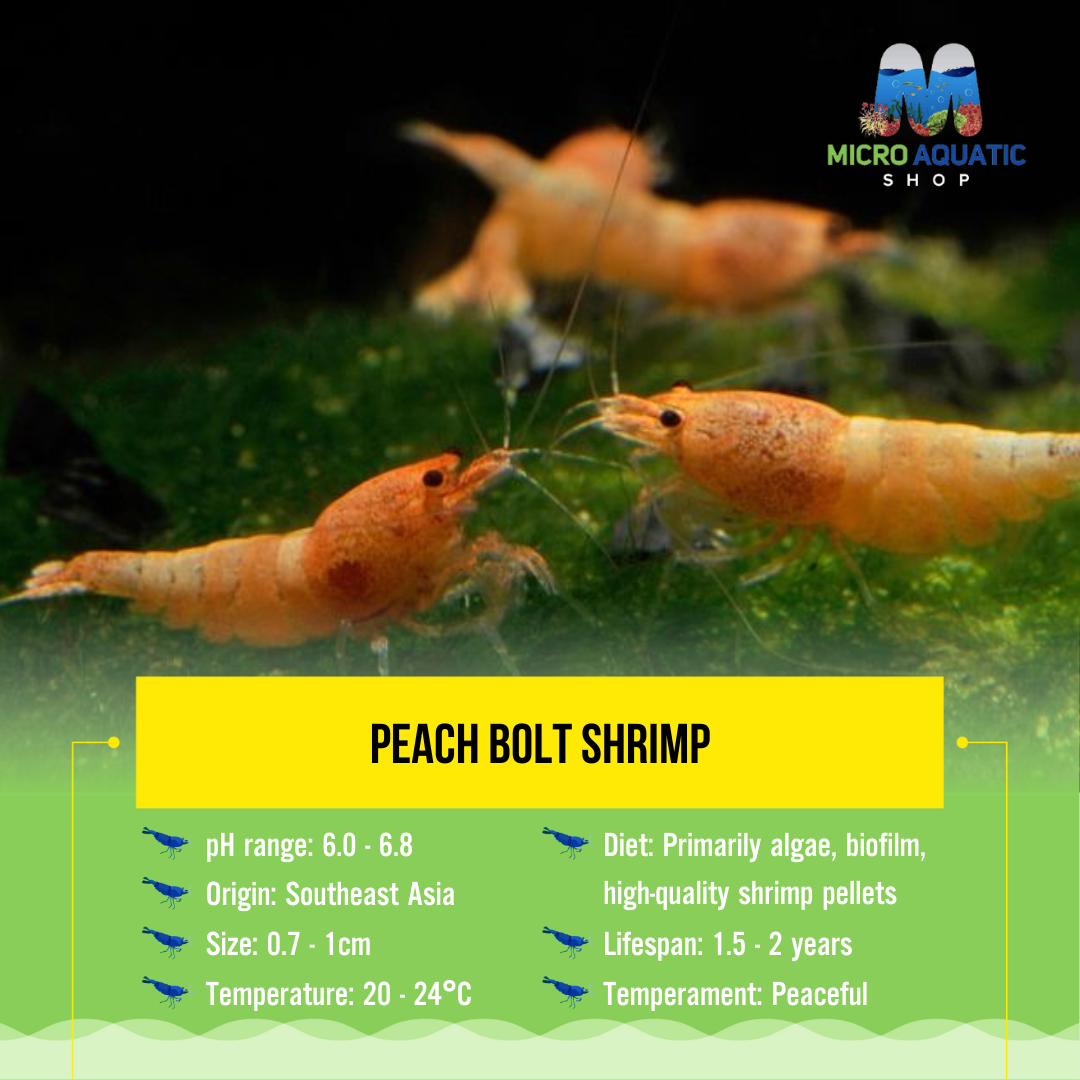 Buy 10 Peach Bolt Shrimp Get 10 Ghost Shrimp Free