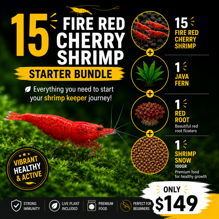 Fire Red Cherry Shrimp Starter Bundle Micro Aquatic Shop