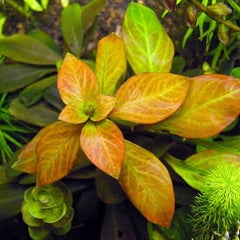 Ludwigia Ovalis - Oval Ludwigia