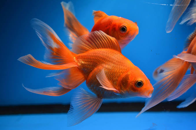 Goldfish - Fantail 5cm