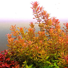 Ludwigia inclinata