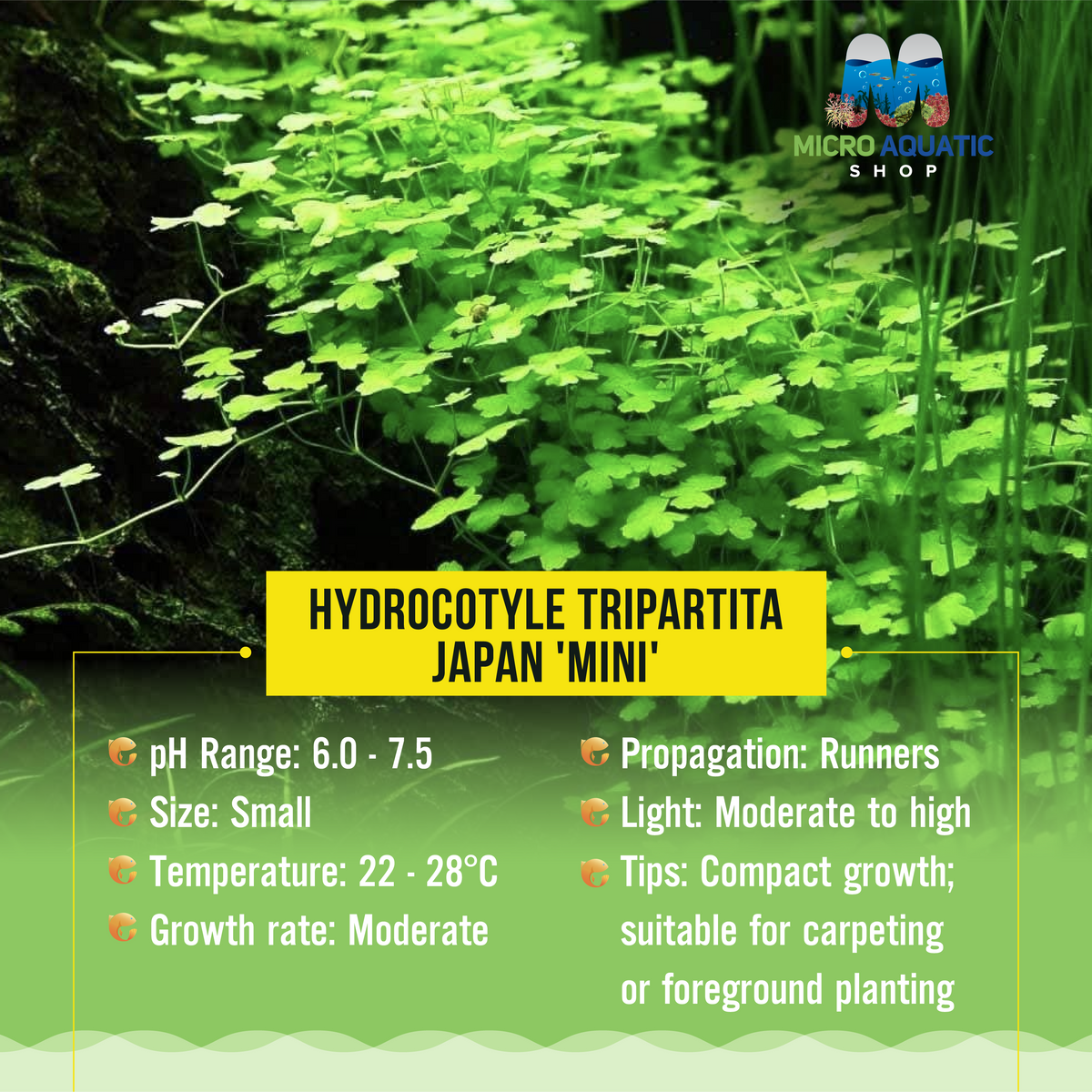 Hydrocotyle tripartita Japan 'Mini'