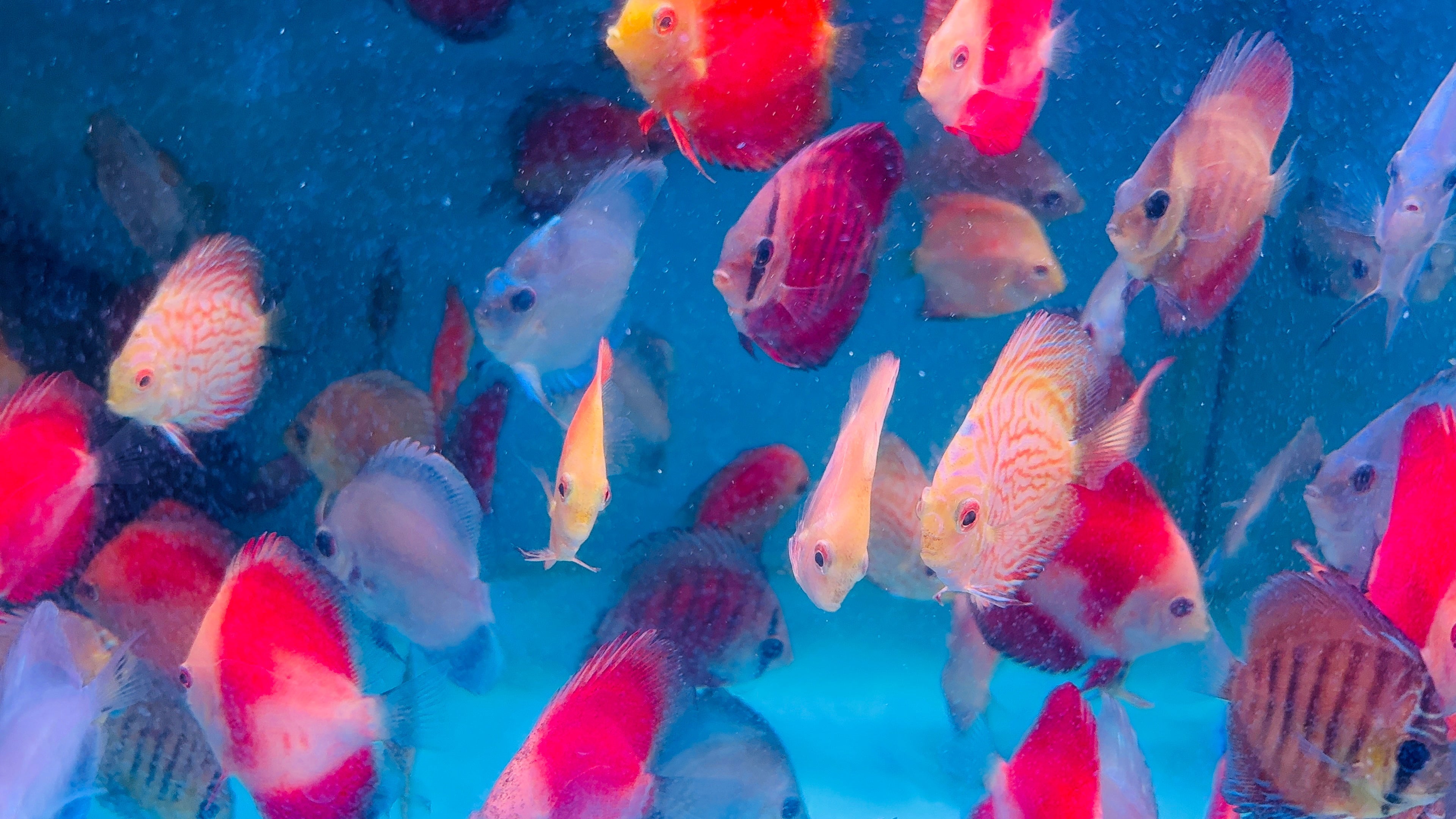 Discus - Mix Color 5cm Small Micro Aquatic Shop