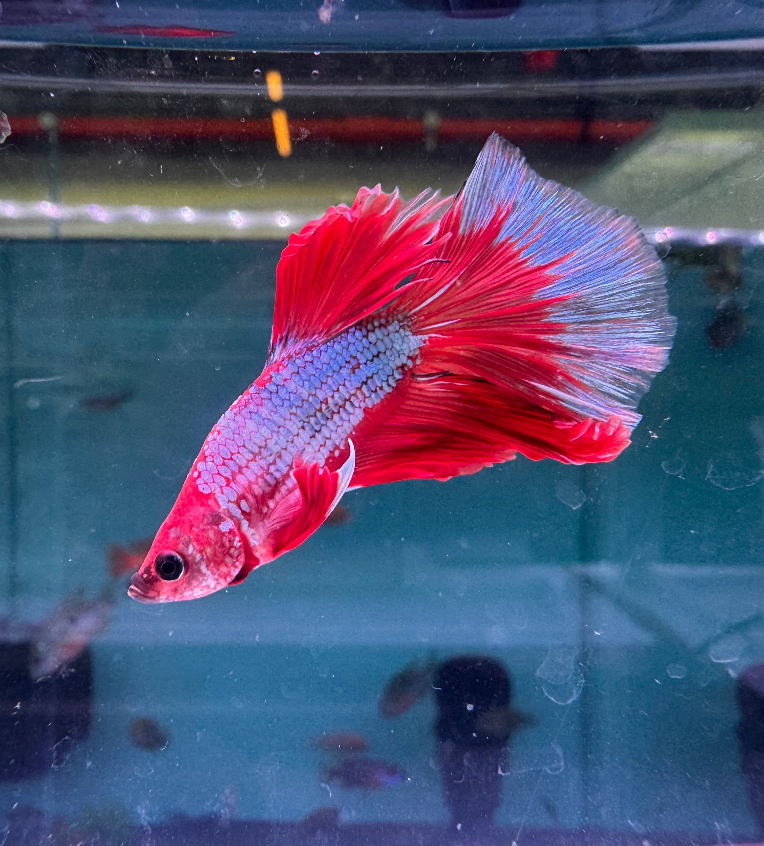 Betta Male - Rainbow Color C2