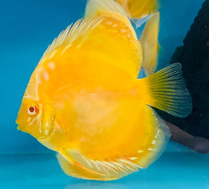 Discus - Albino Yellow Golden 11cm Show Micro Aquatic Shop