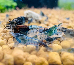 Cherry Shrimp - Blue Carbon 1cm Micro Aquatic Shop