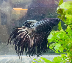 Betta Male - Black King Crown Show 6cm