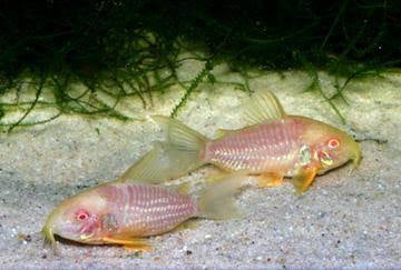 Rare Corydoras - Albino Sterbai 3cm