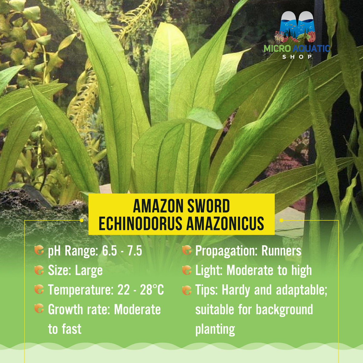 Amazon Sword - Echinodorus amazonicus