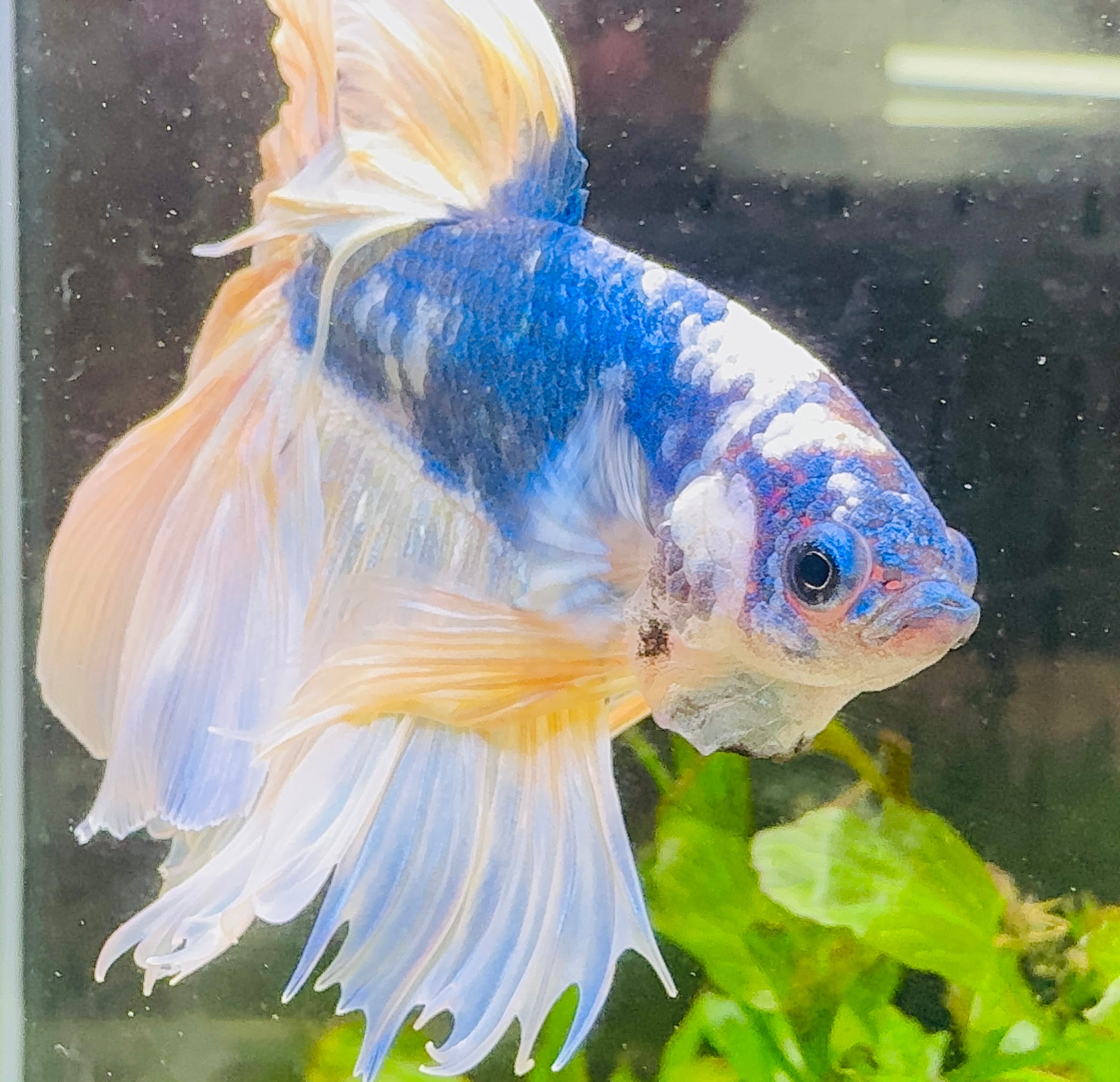 Betta Male - A Grade Giant Super Delta 6cm Show A1