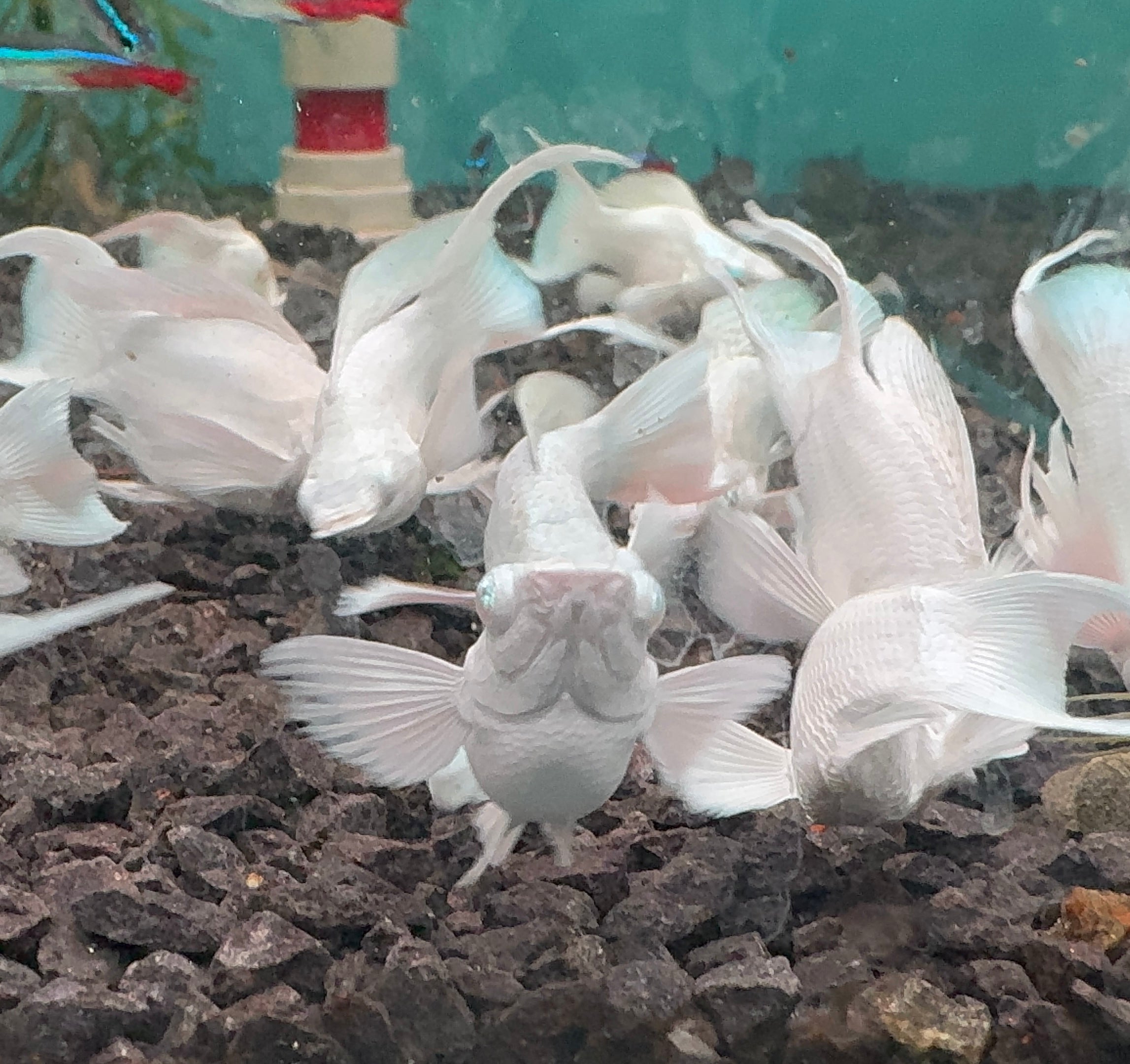 Mollies –  Ribbon Diamond Eyes Platinum Balloon 4cm Micro Aquatic Shop