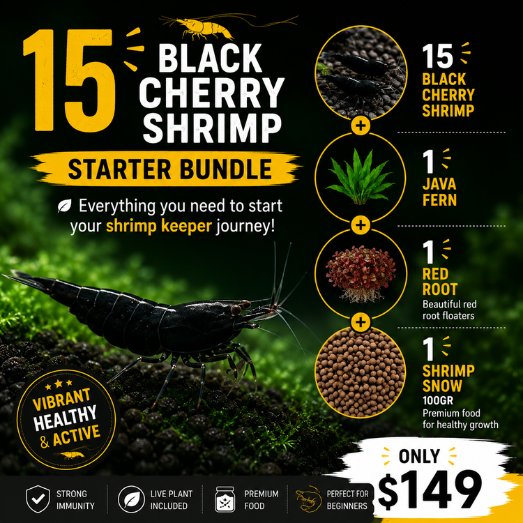 Black Cherry Shrimp Starter Bundle Micro Aquatic Shop