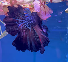 Betta Male - Dark Knight A3