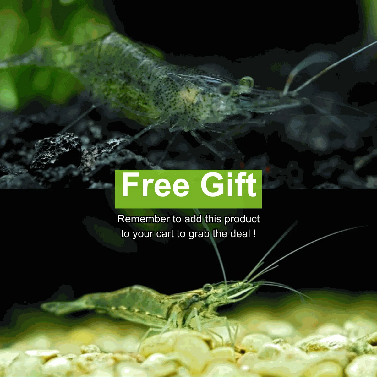 Free Gift - One per order from $199