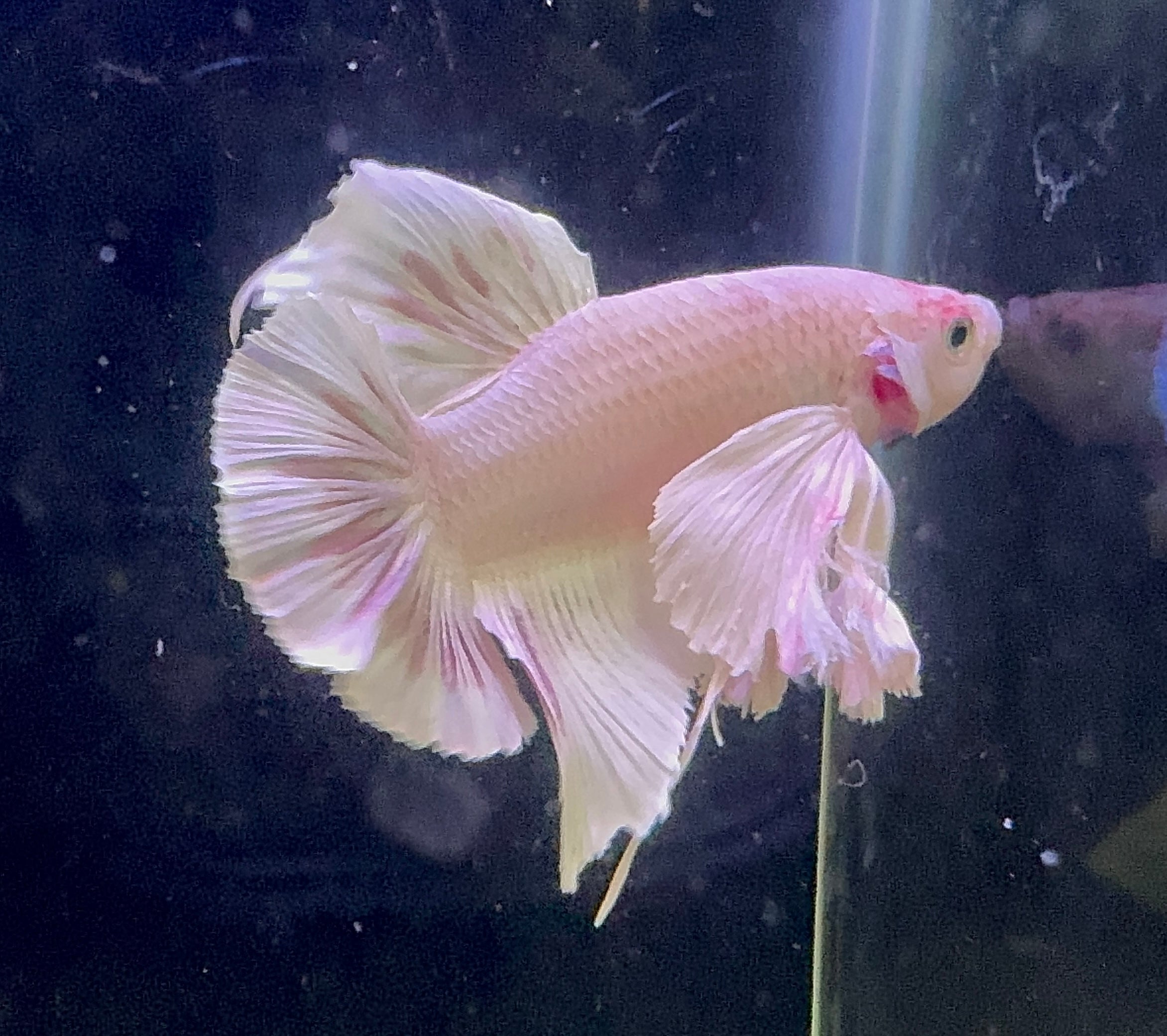 Premium Giant Dumbo Ear Platinum Male Betta