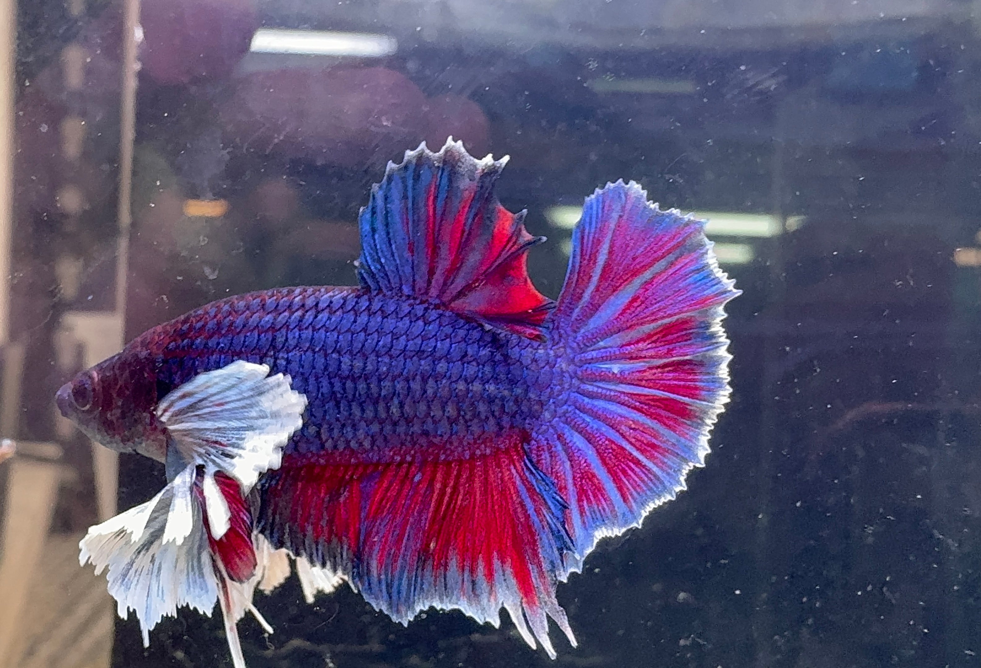 Betta Male - Purple Dumbo Ear Special Show