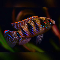 African Cichlid - Anomalochromis Thomasi ''Butterfly Cichlid" 3-4cm