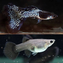 Premium High Dorsal Black Lace Guppy ( Pair )