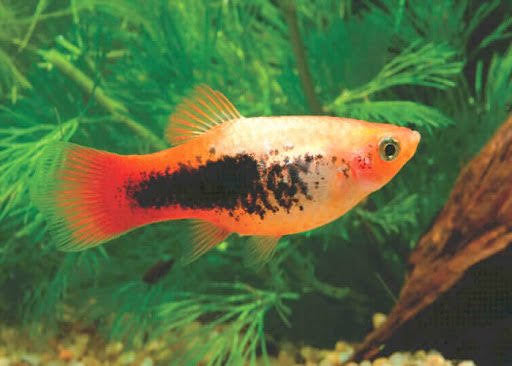 Platies - Orange Tuxedo Platy (Xiphophorus variatus) 3cm