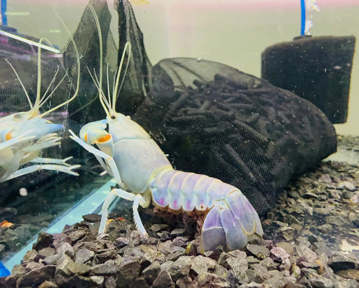 Yabbie – Blue Claw Yabby / Crayfish 8-10cm - Micro Aquatic Shop