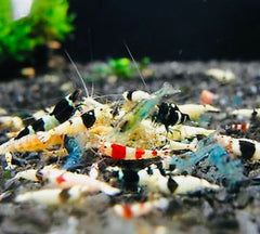 5x Mix Caridina Shrimps