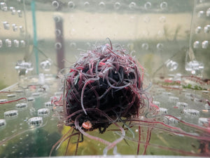 Live - blackworm 10ml Micro Aquatic Shop