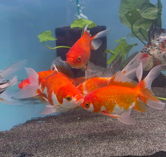 Gold Fish - Fantail 12-14cm