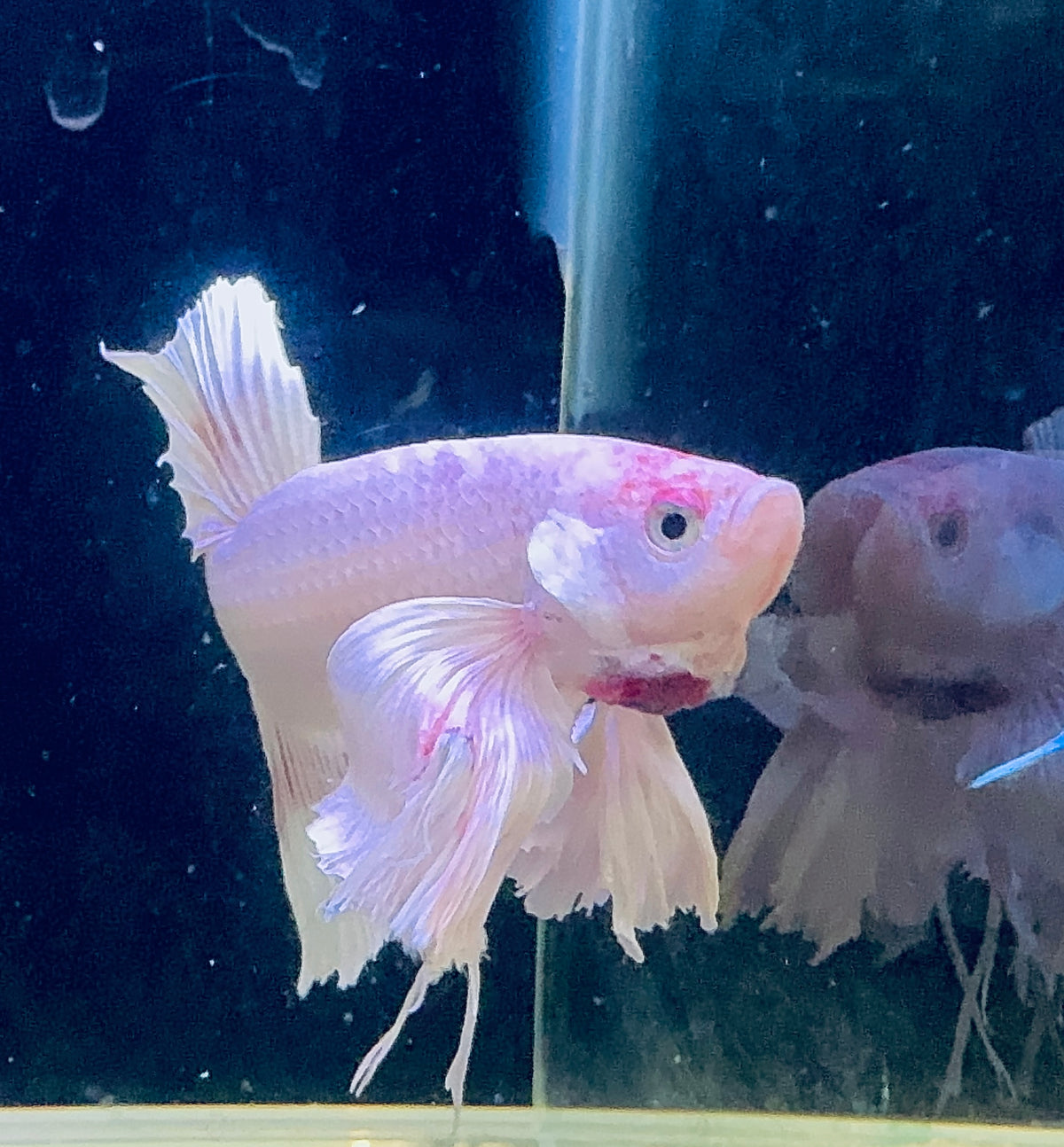 Premium Giant Dumbo Ear Platinum Male Betta