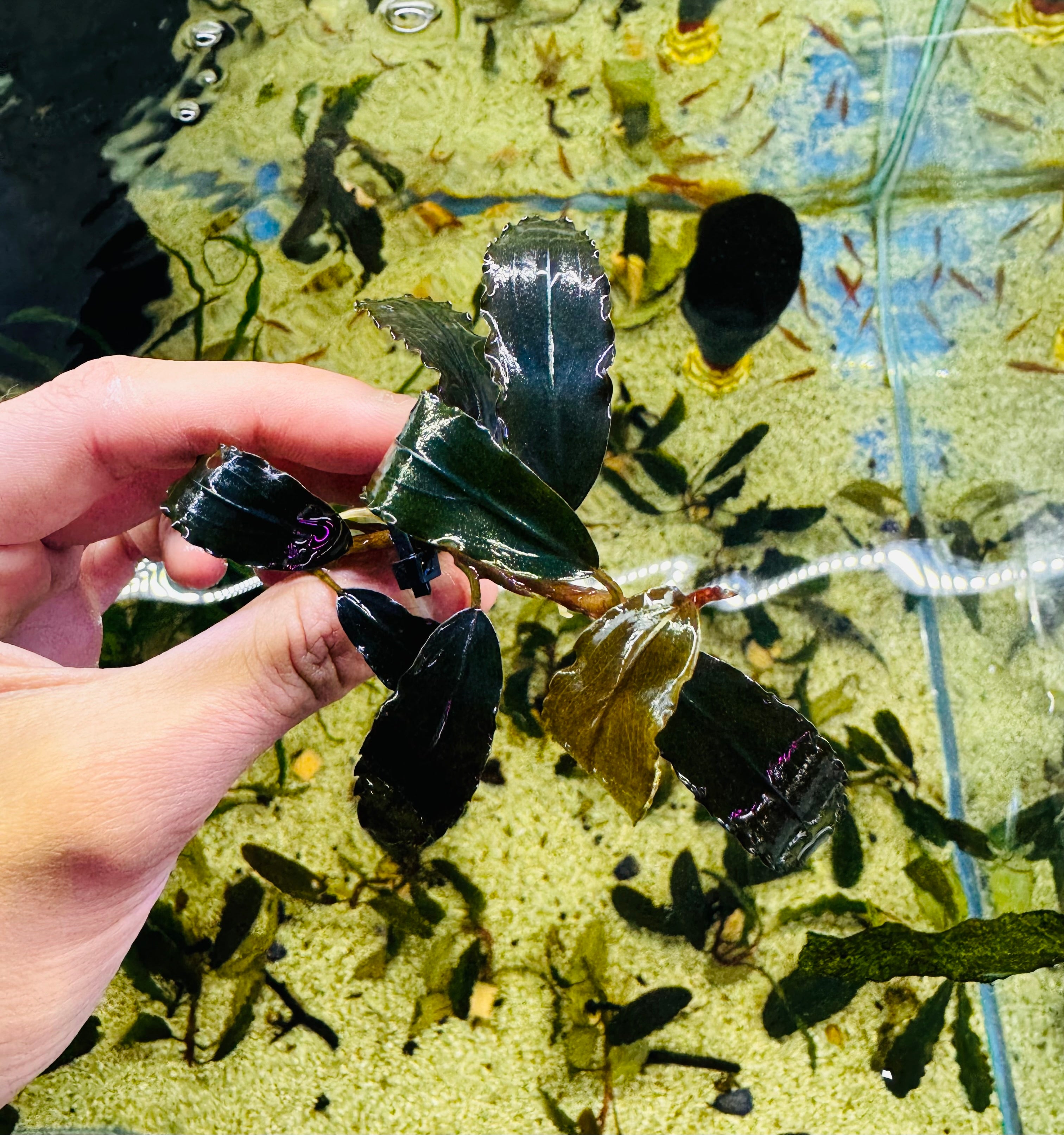 Bucephalandra - Assorted