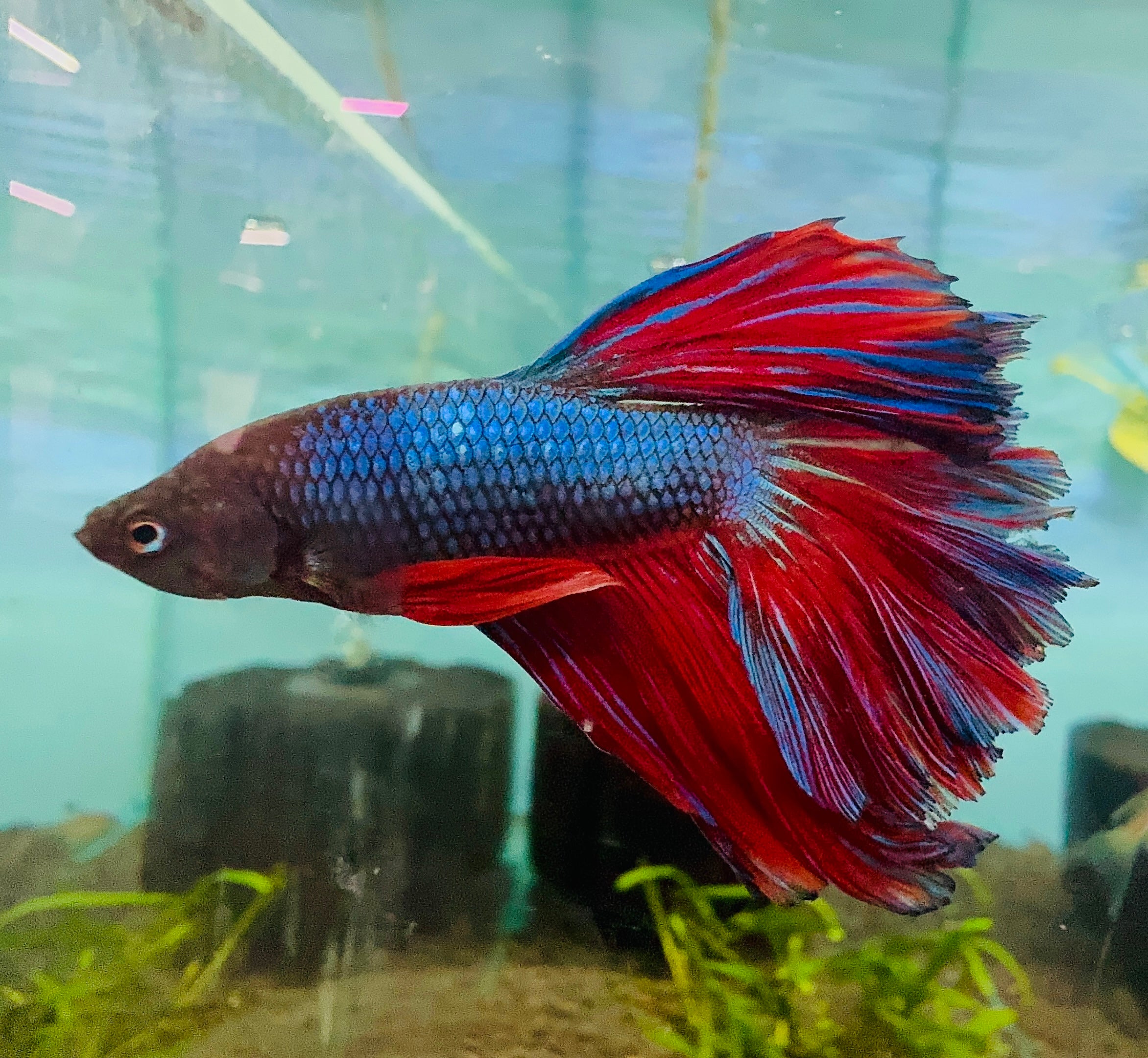 Betta Male - Halfmoon Show Color