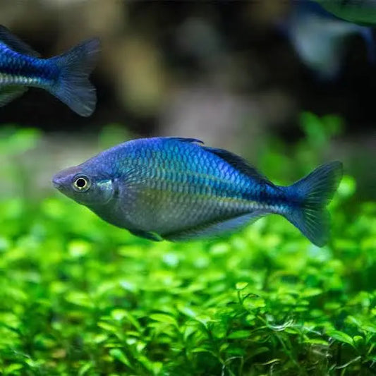 Australian Native Freshwater Fish Species For Aquarium | Micro Aquatic Shop