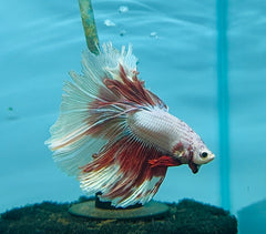 Betta Male - Halfmoon Show Color