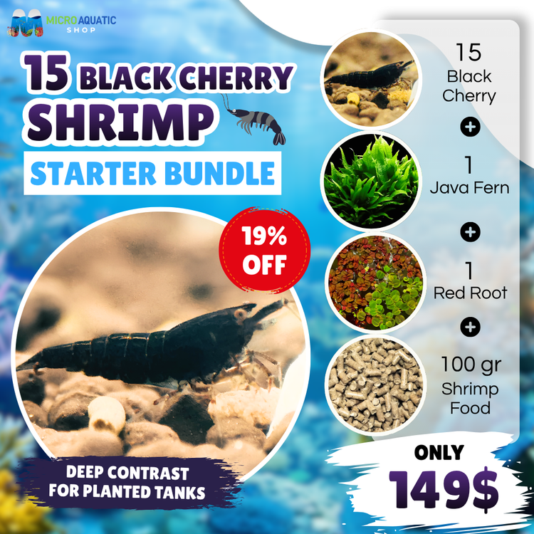 Black Cherry Shrimp Starter Bundle