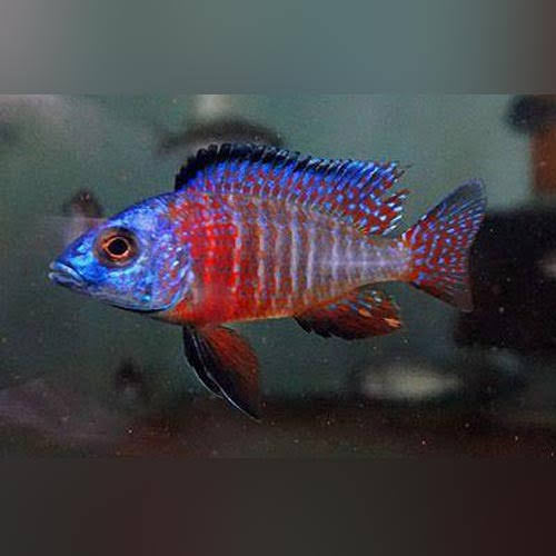 Red Side Peacock Cichlid 5cm