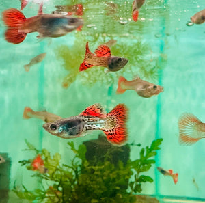Guppy - Red Lace Pair Micro Aquatic Shop