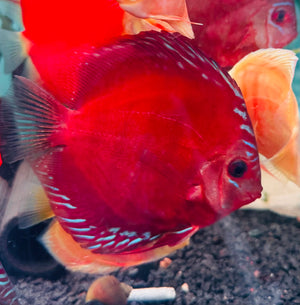 Discus - Red Alenquer 11cm Show Micro Aquatic Shop