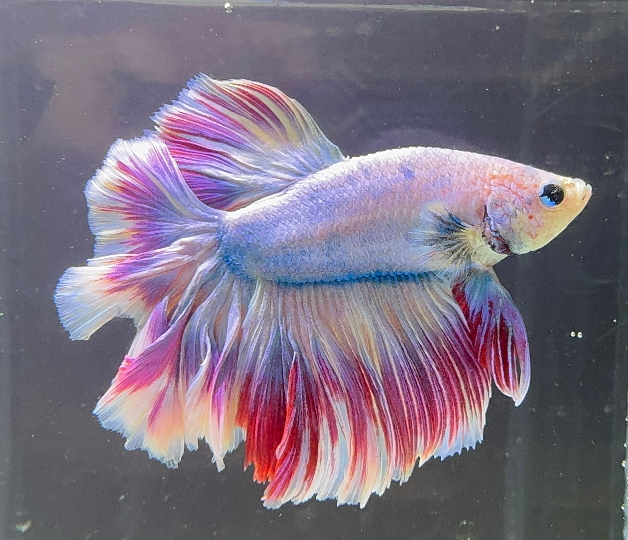 Betta Male - A Grade Half Moon Lavender Butterfly