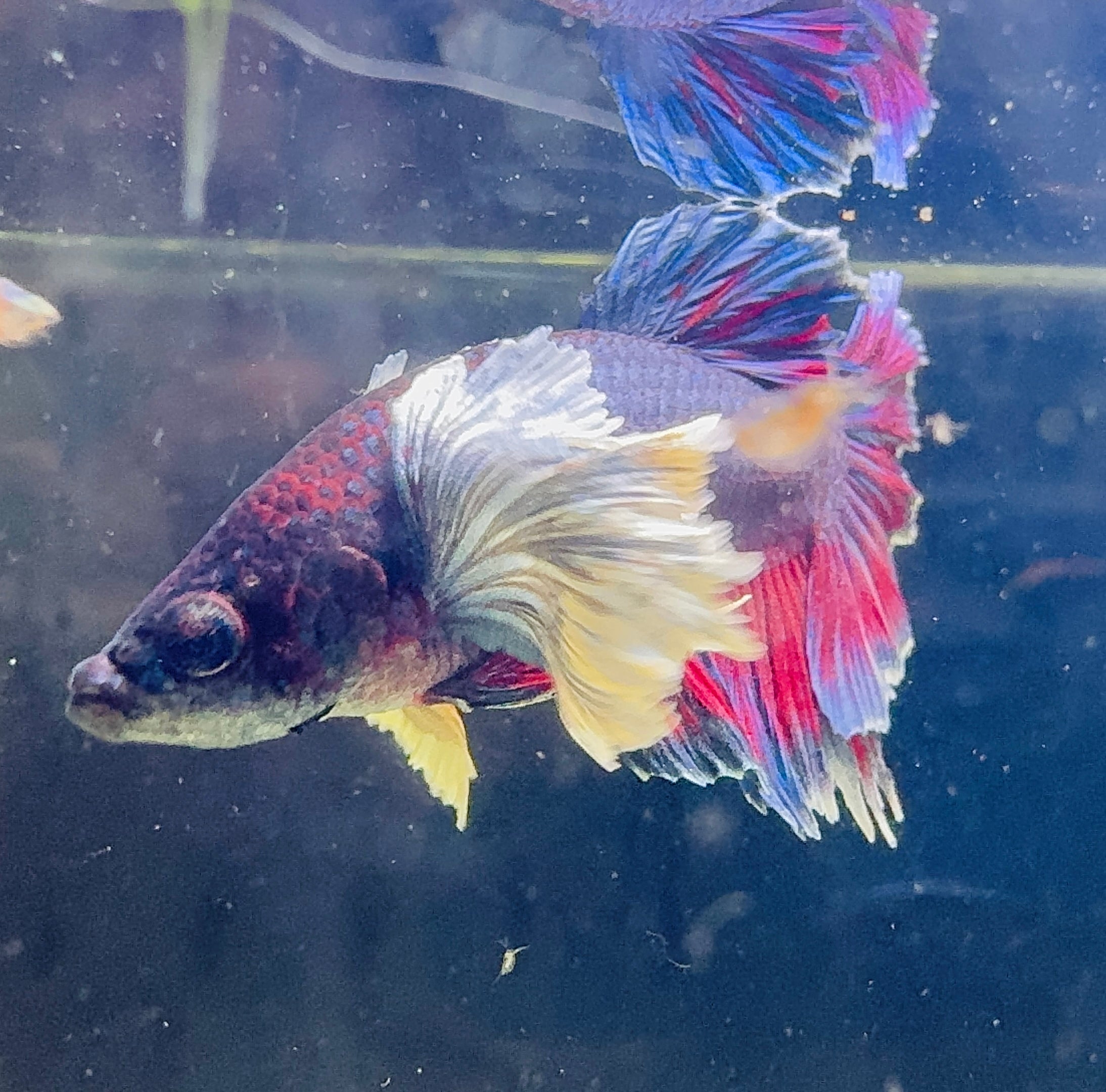 Betta Male - Purple Dumbo Ear Special Show